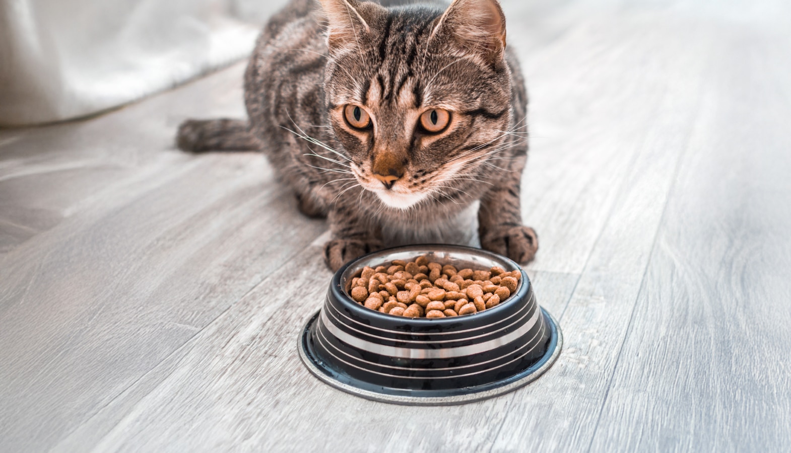 Alimento para gato