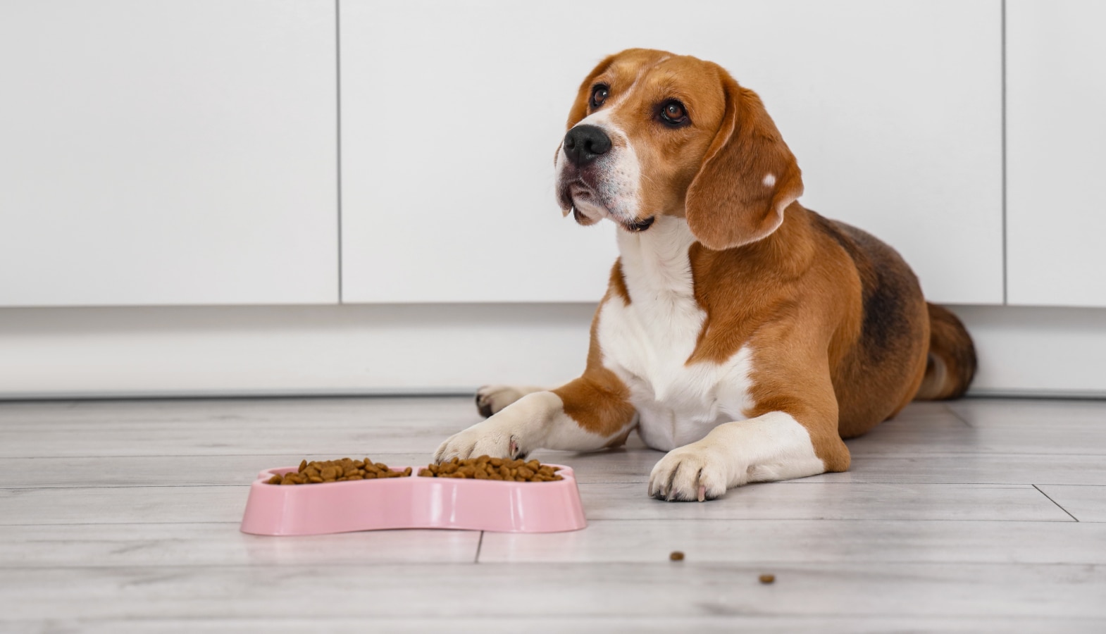 Alimento para perro