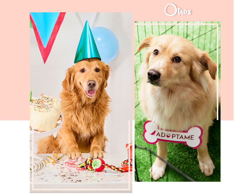 Perro con adornos festejando su cumpleaños, Liverpool, Fiesta mascota, Mesa de Regalos