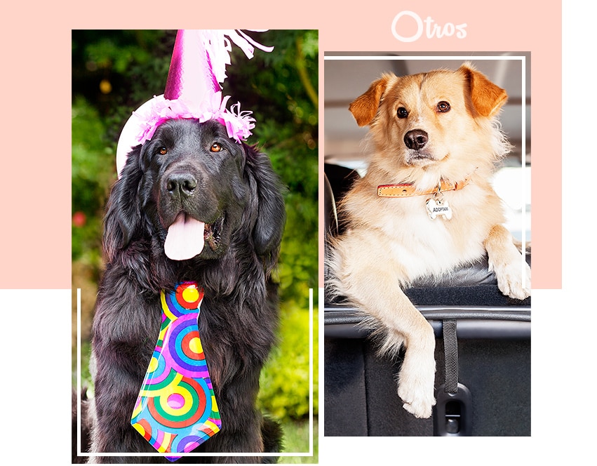 La Mesa de Regalos se renueva para ti | Otros Perro con adornos festejando su cumpleaños, Liverpool, Fiesta mascota, Mesa de Regalos