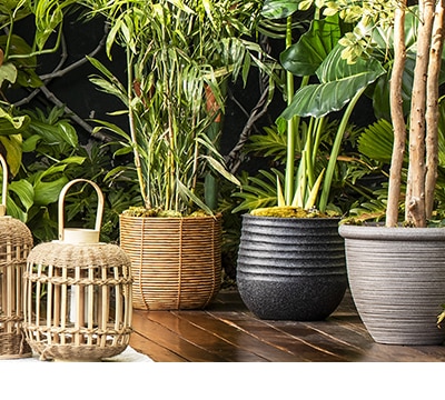 Árboles y plantas