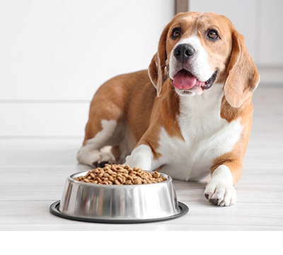 Alimento para Perros