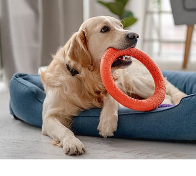 Juguetes para Perros