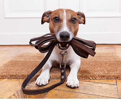 Collares, Correas y Arneses para Perros