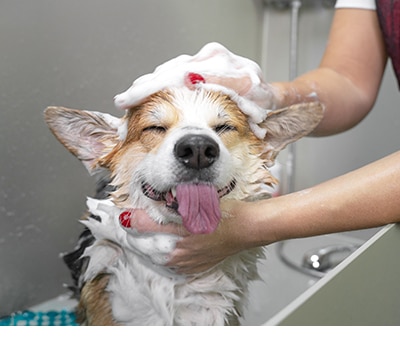 Bienestar y Salud para Perros