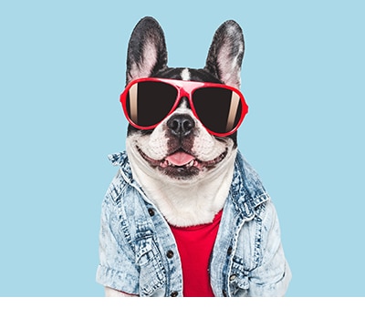 Ropa y Accesorios para Perros