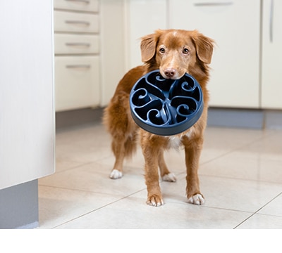 Platos y Bebederos para Perros