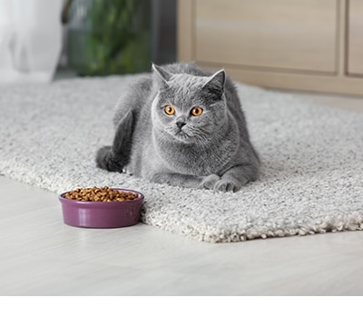 Alimento para Gatos