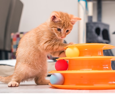 Juguetes para Gatos