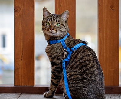 Collares, Correas y Arneses para Gatos