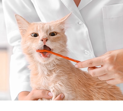 Bienestar y Salud para Gatos