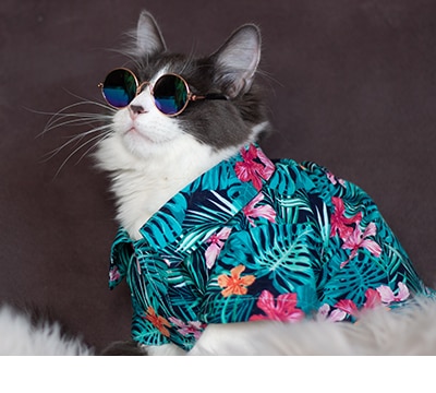 Ropa y Accesorios para Gatos