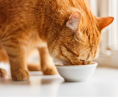 Platos y Bebederos para Gatos