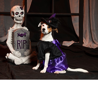 Disfraces de halloween mascotas