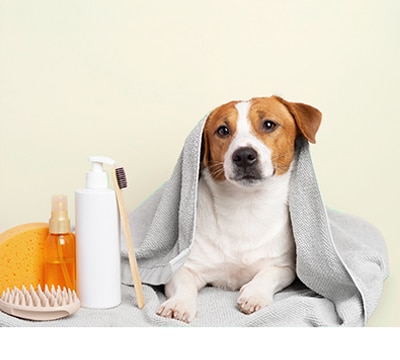 Baño e higiene para perros